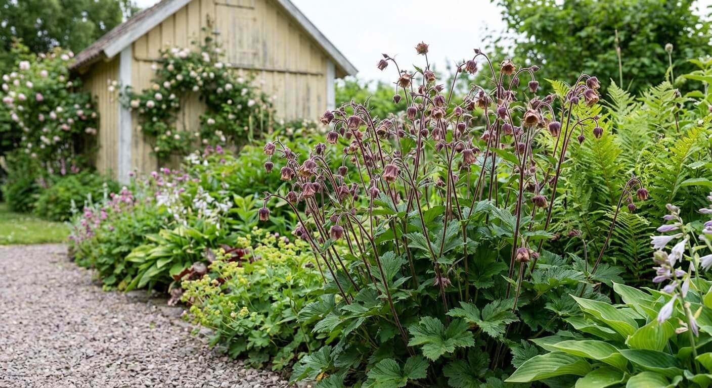 Brunnäva – halvskuggeperenn med mörkpurpurblommor