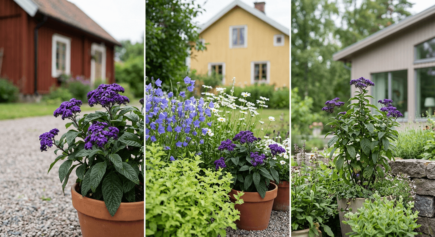 Heliotrop – vaniljdoftande sommarblomma