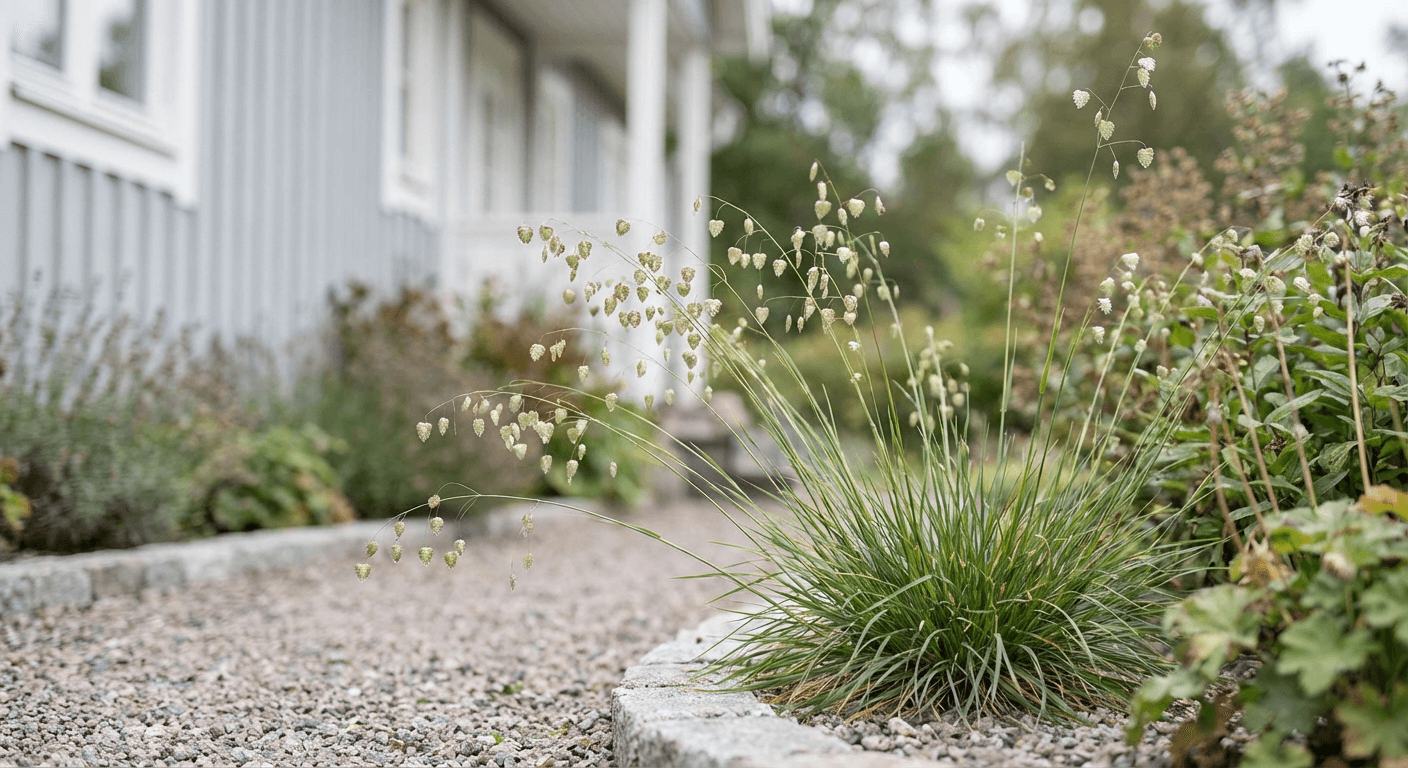 Darrgräs – blomvippor som dansar i vinden
